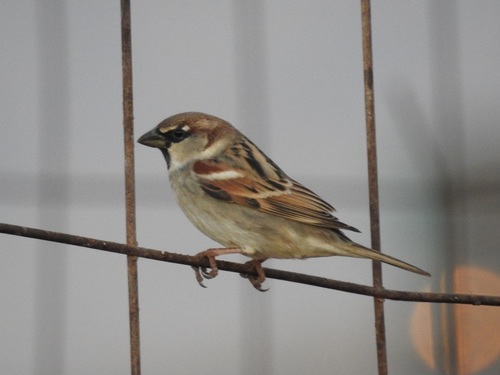 House Sparrow