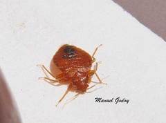 Cimex lectularius