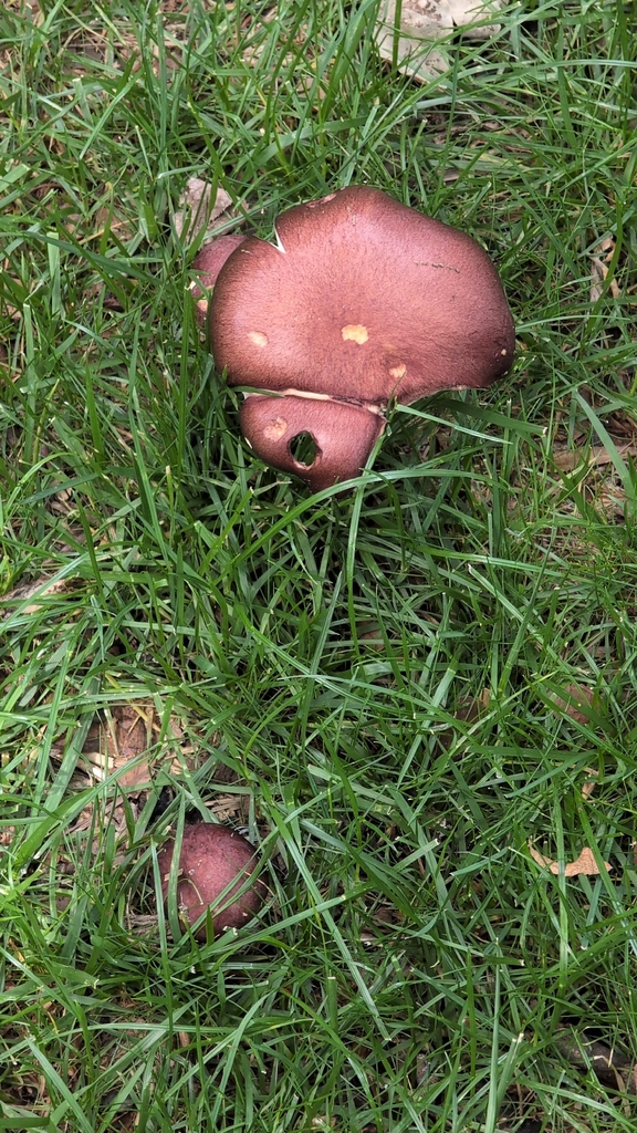 Wine-cap Stropharia · May 2026 · photo: Photo: no rights reserved · iNaturalist