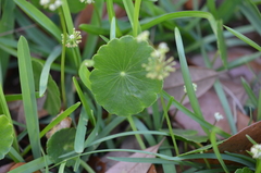 Hydrocotyle tribotrys