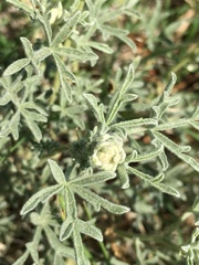 Sphaeralcea coccinea