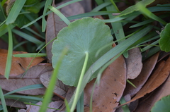 Hydrocotyle tribotrys