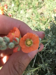 Sphaeralcea coccinea