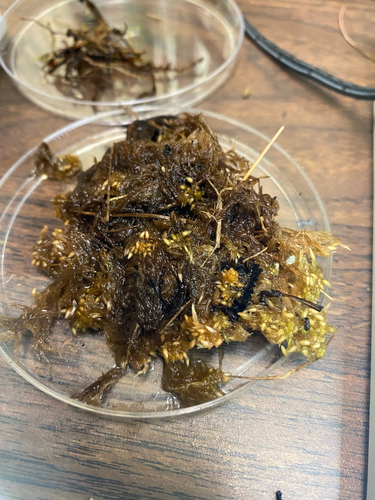 Sphagnum subfulvum observed 2025-08-08