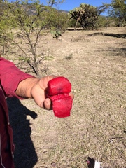 Opuntia hyptiacantha