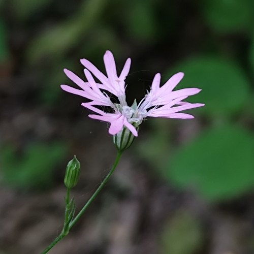 Silene flos-cuculi (Silene flos-cuculi)