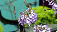 Jacaranda acutifolia