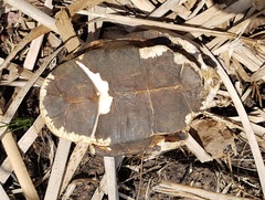 Acanthochelys spixii