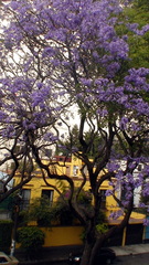 Jacaranda acutifolia