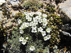 Veronica ciliolata fiordensis