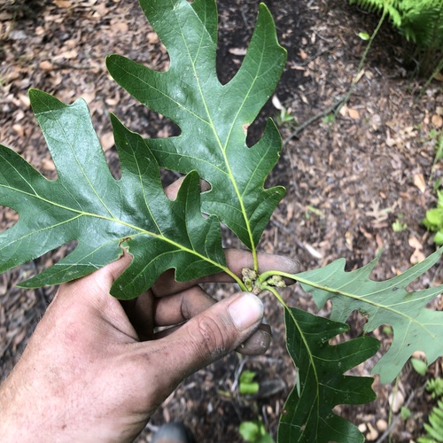 White Oak