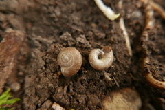 Aegopinella nitidula image