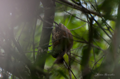 Picumnus nebulosus