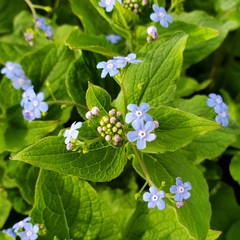 Brunnera macrophylla