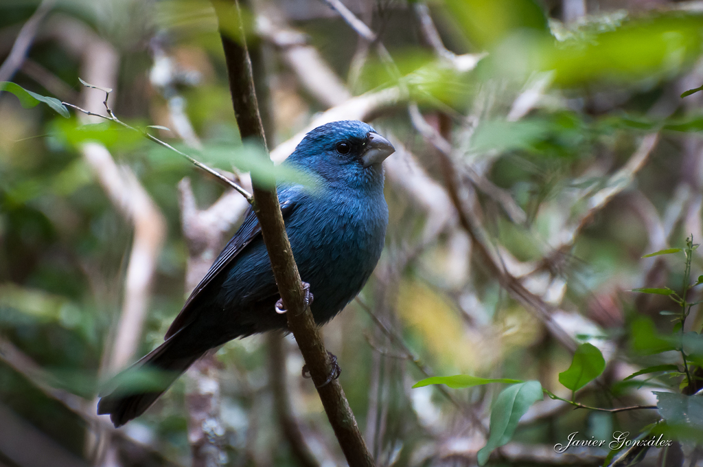 Glaucous-blue Grosbeak photo