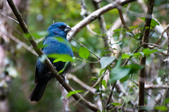 Cyanoloxia glaucocaerulea