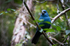 Cyanoloxia glaucocaerulea