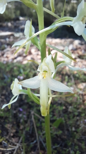 Lesser butterfly-orchid
