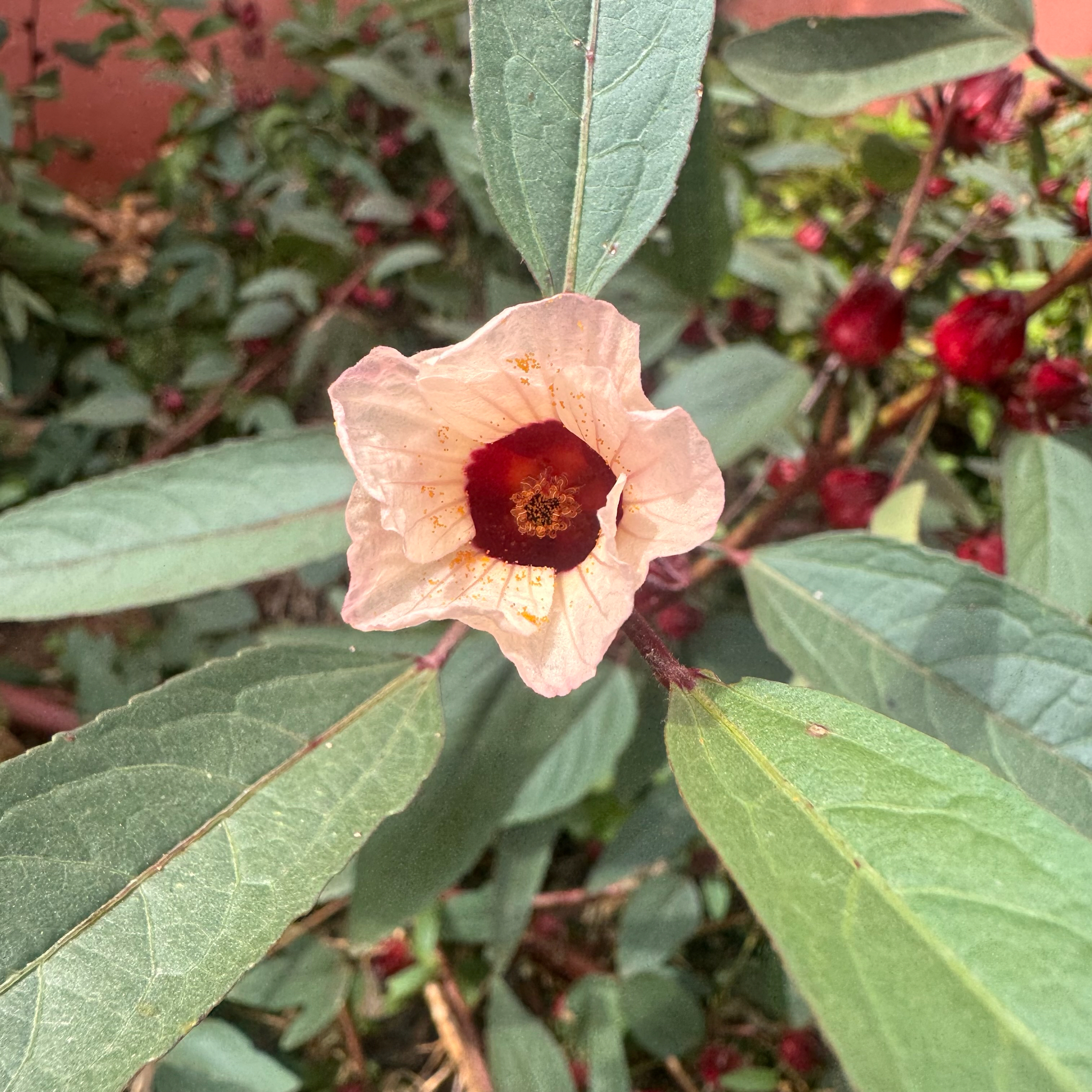 Hibiscus sabdariffa