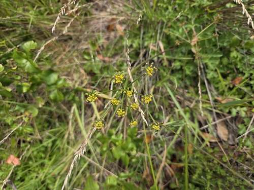 Tauschia kelloggii