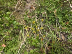 Tauschia kelloggii