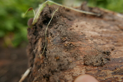 Scolopostethus affinis