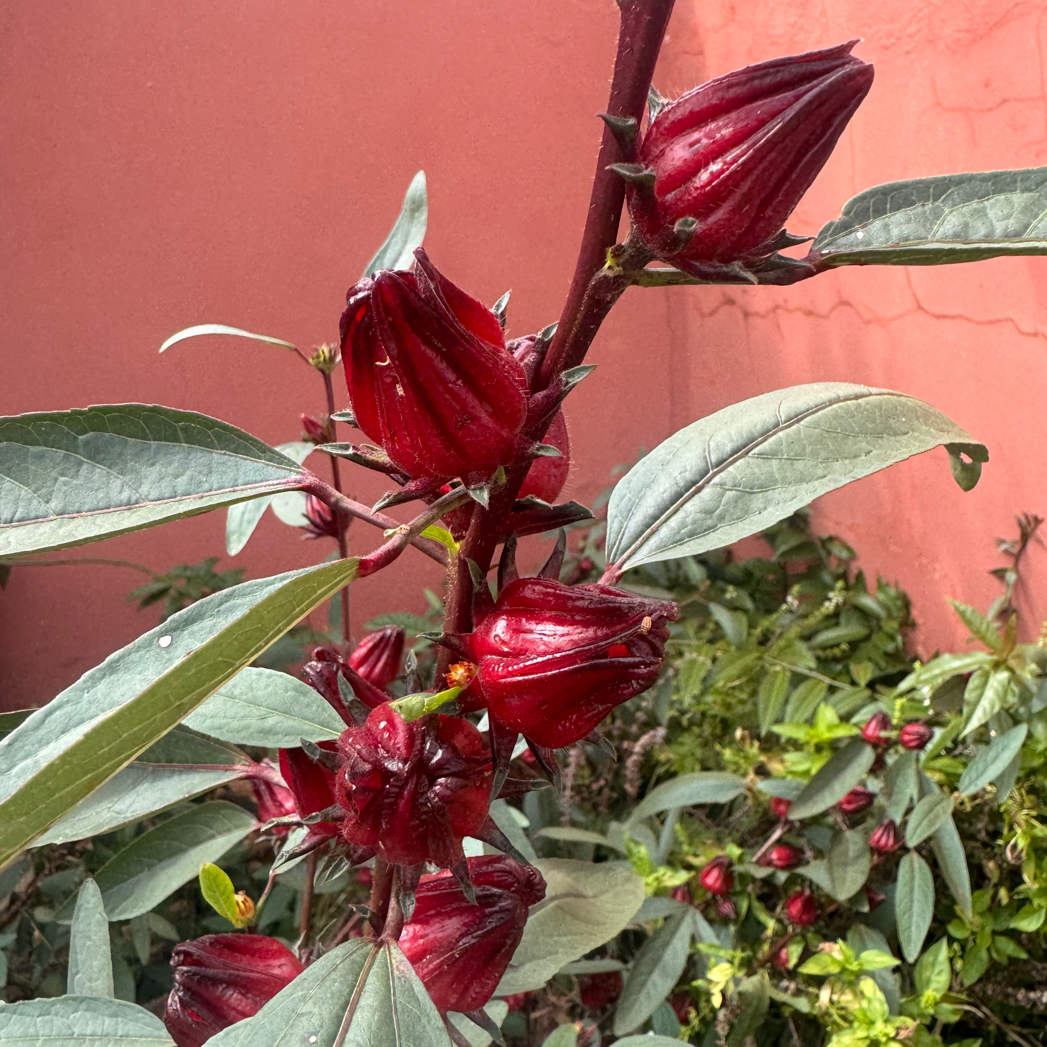 Hibiscus sabdariffa