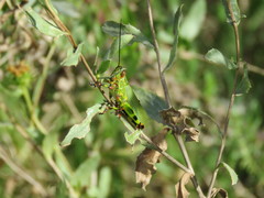 Zoniopoda tarsata