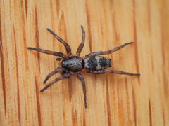 Sergiolus
