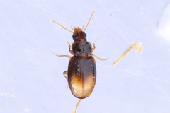 Mioptachys flavicauda