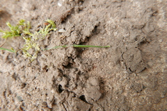 Phrurolithus