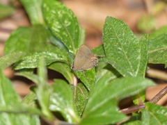Calycopis bellera