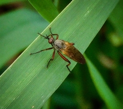 Empis tessellata