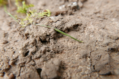 Phrurolithus