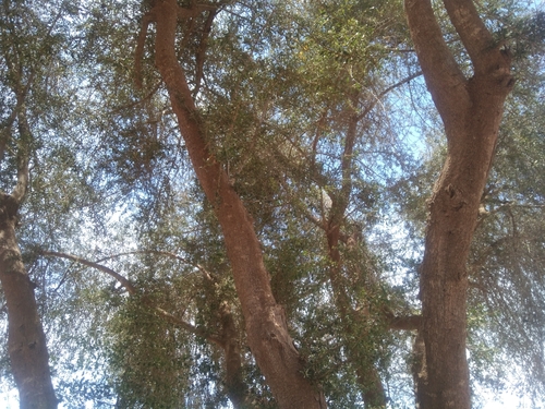 Argan tree