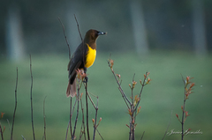 Brown-And-Yellow Marshbird photo 2