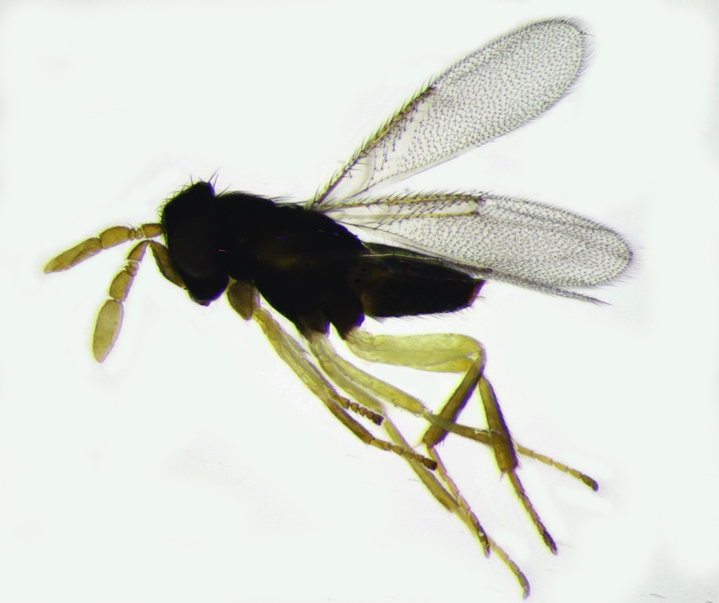 Aphelinus varipes