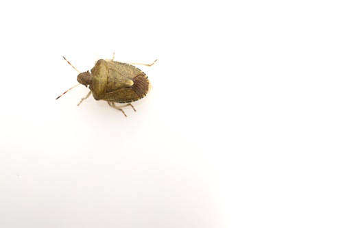 Vernal Shield Bug, Bemmel, Nederland, photo 9 of 10