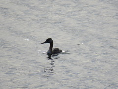 Podiceps major