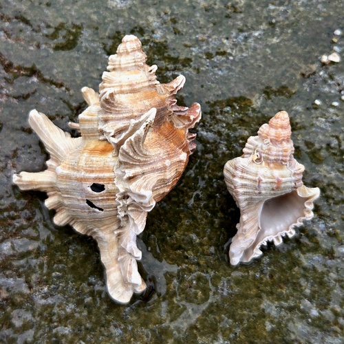 Chicoreus brevifrons, 2026-05-25