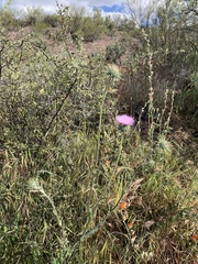 Cirsium neomexicanum