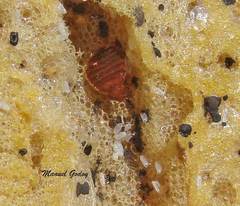 Cimex lectularius