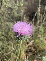 Cirsium neomexicanum