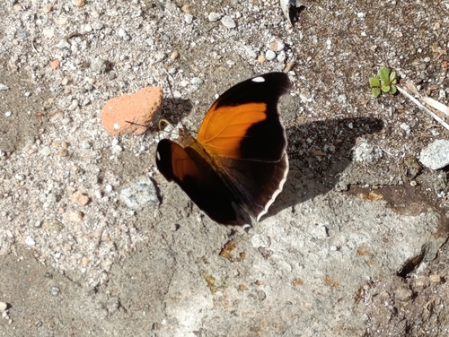 Orion Cecropian