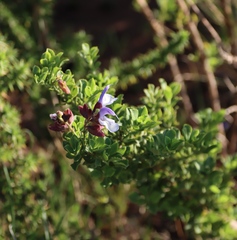 (c) Tony Rebelo, some rights reserved (CC BY-SA) Salvia chamelaeagnea, photograph (c) Tony Rebelo, some rights reserved (CC BY-SA)