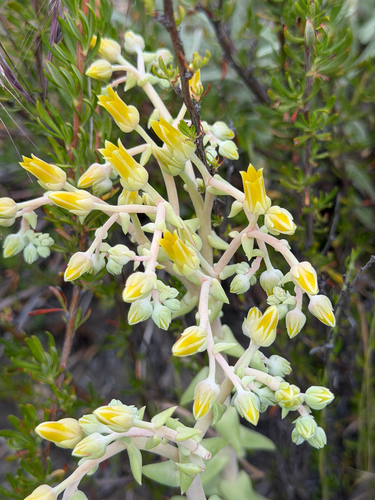 Dudleya lanceolata