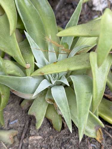 Dudleya lanceolata