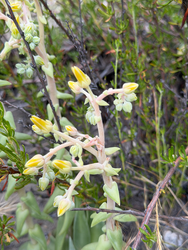 Dudleya lanceolata