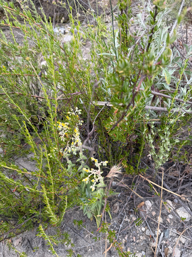 Dudleya lanceolata