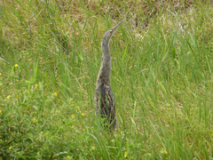Botaurus pinnatus